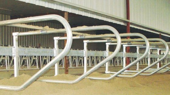 Floating Neck Rail and Flexing Loops Dairy Cattle Freestand System for Durable Farms