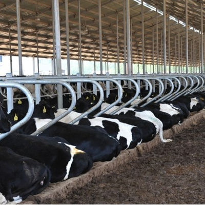 Local Service Location None Welding Process Used for Dairy Farming Equipment Solutions