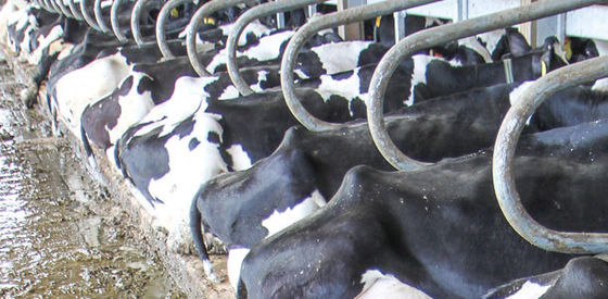 Cow Livestock Equipment Metal Cast Iron and Stainless Steel Welded for Quick Results