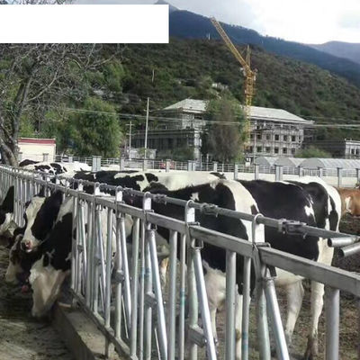 OEM end Dairy Farm Equipment Increasing Lying Time with Single Cow Free Cattle Stalls