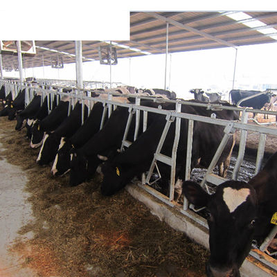 OEM end Dairy Farm Equipment Increasing Lying Time with Single Cow Free Cattle Stalls