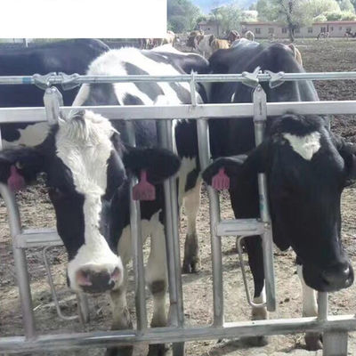OEM end Dairy Farm Equipment Increasing Lying Time with Single Cow Free Cattle Stalls